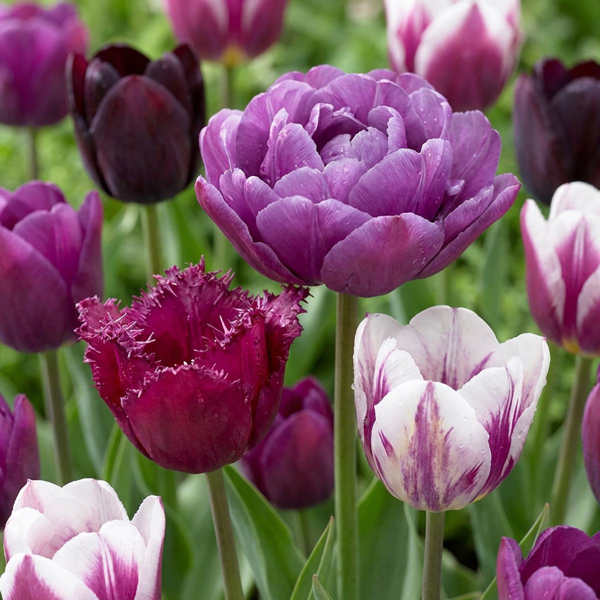 Green boutiQ - 48x Tulipa Blueberry mix - Bosbes mix tulp - Diversen - Voorjaarsbloeier - Bolmaat 11/12