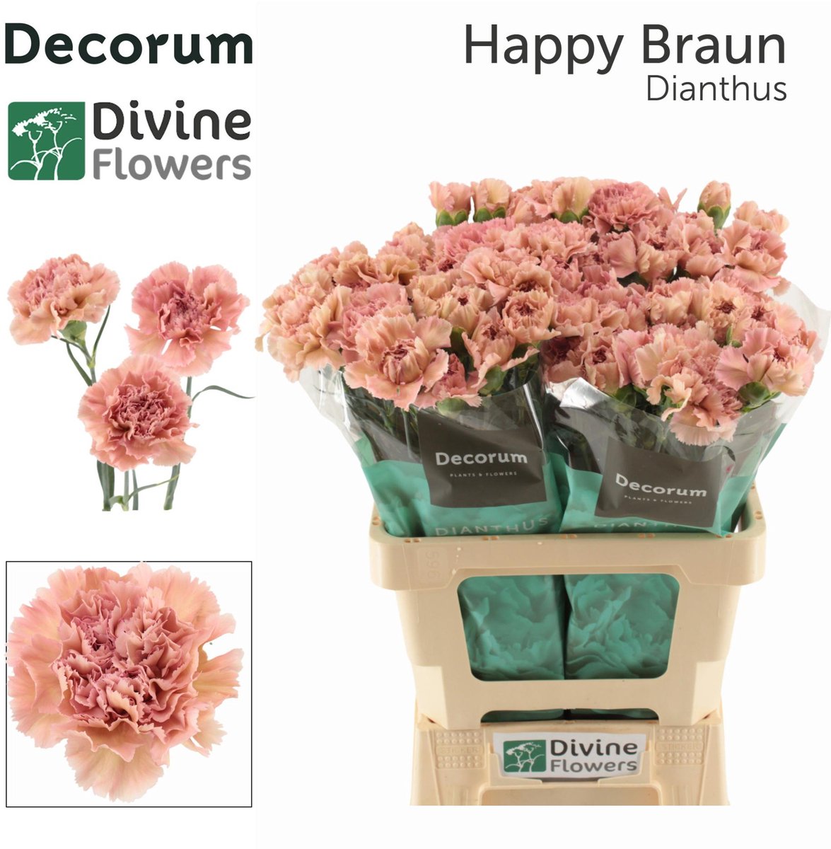 20x Dian.st.happy braun 60cm