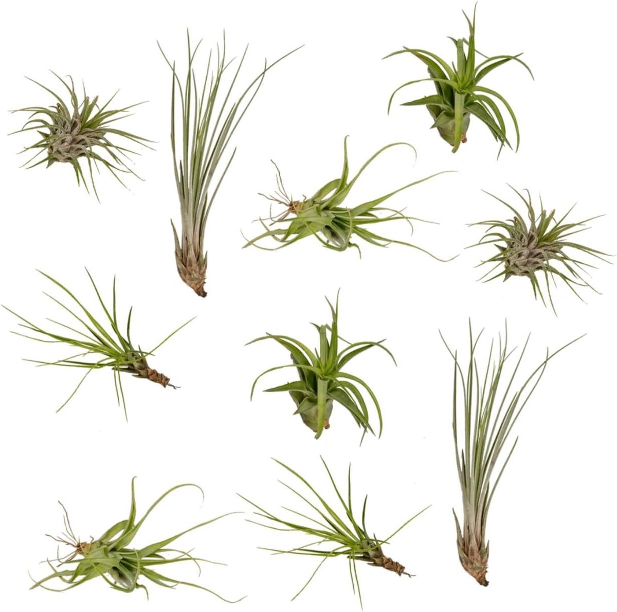 Luchtplanten Mix - Tillandsia Set - Decoratief Gebruik - Onderhoudsvriendelijk - 10 stuks Ø6cm - Meerkleurig