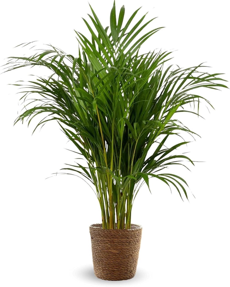 Kamerpalm Areca - Tropische plant - Binnen decoratie - Luchtreiniger - 110 cm - Groen