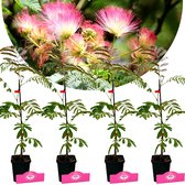 Vier jonge Albizia julibrissin 'Rosea' bomen in zwarte potten met roze bloesems erboven.