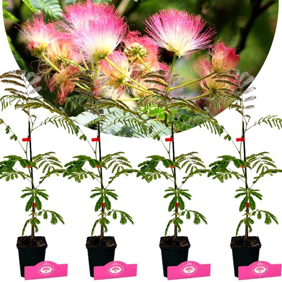 Vier jonge Albizia julibrissin 'Rosea' bomen in zwarte potten met roze bloesems erboven.