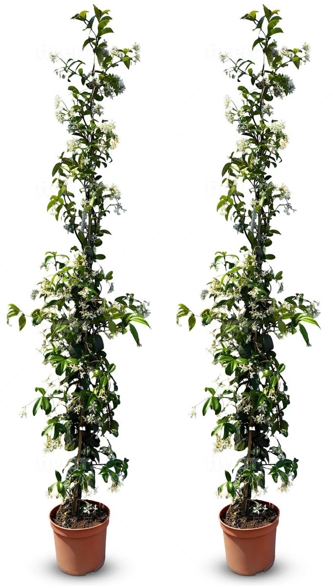 Dailygoods- Klimplant Winterhard - Toscaanse Jasmijn - 120 cm - Klimplantrek - Onderhoudsvriendelijk - Geurende Bloemen - A+ - Klimplanten
