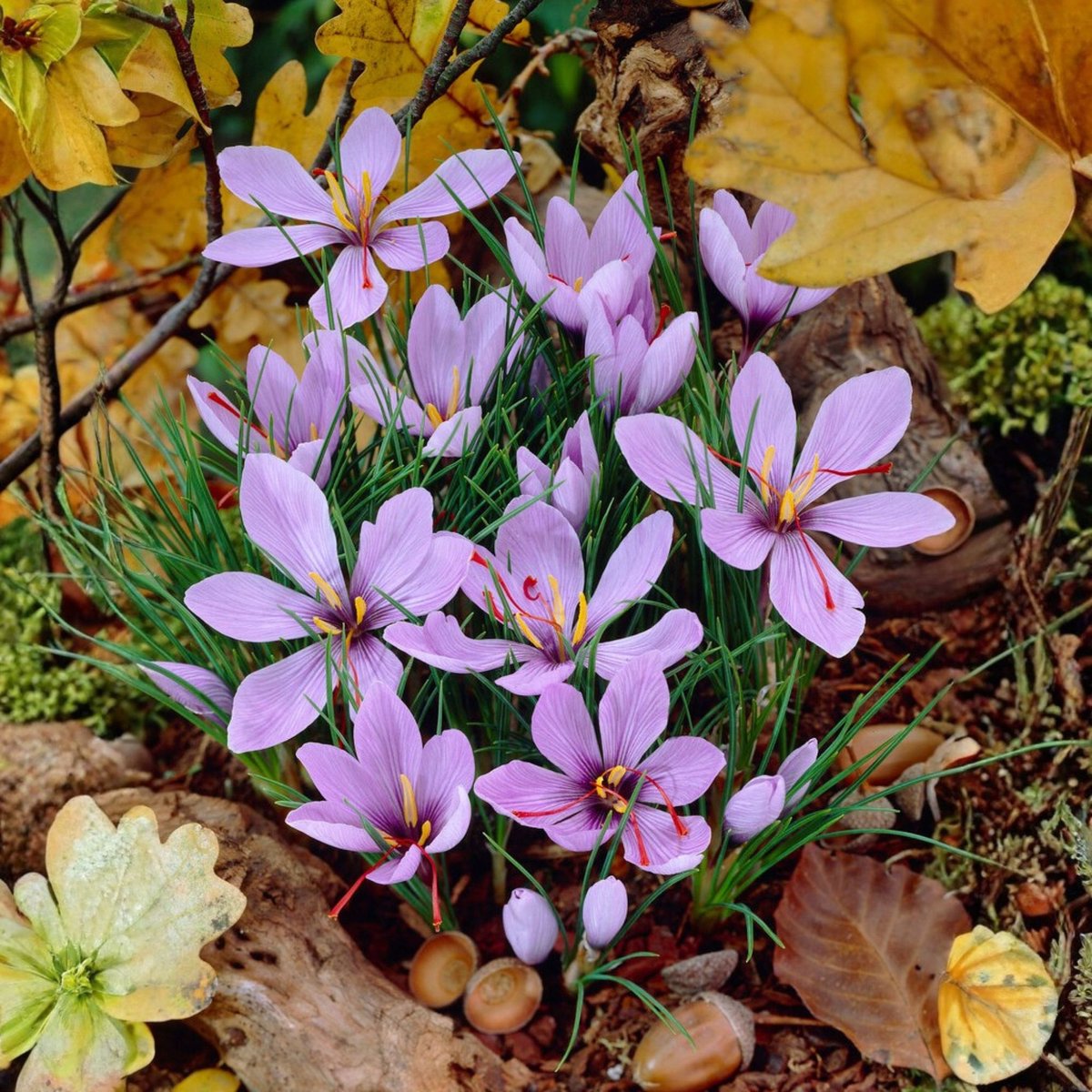 Saffraankrokus (Crocus Sativus) - Saffraan krokus - Bijen-Vlinders - Zomerbollen - bloeit in Oktober / November / September