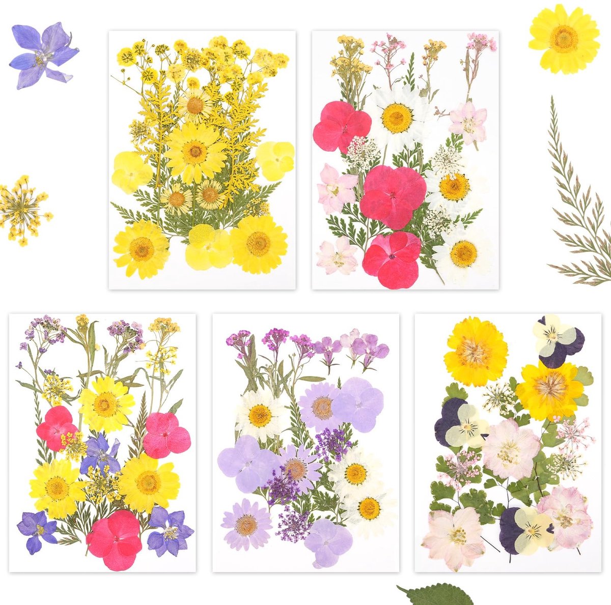 Omgoods - Set van 5 Gedroogde Bloemen voor Creatieve Projecten