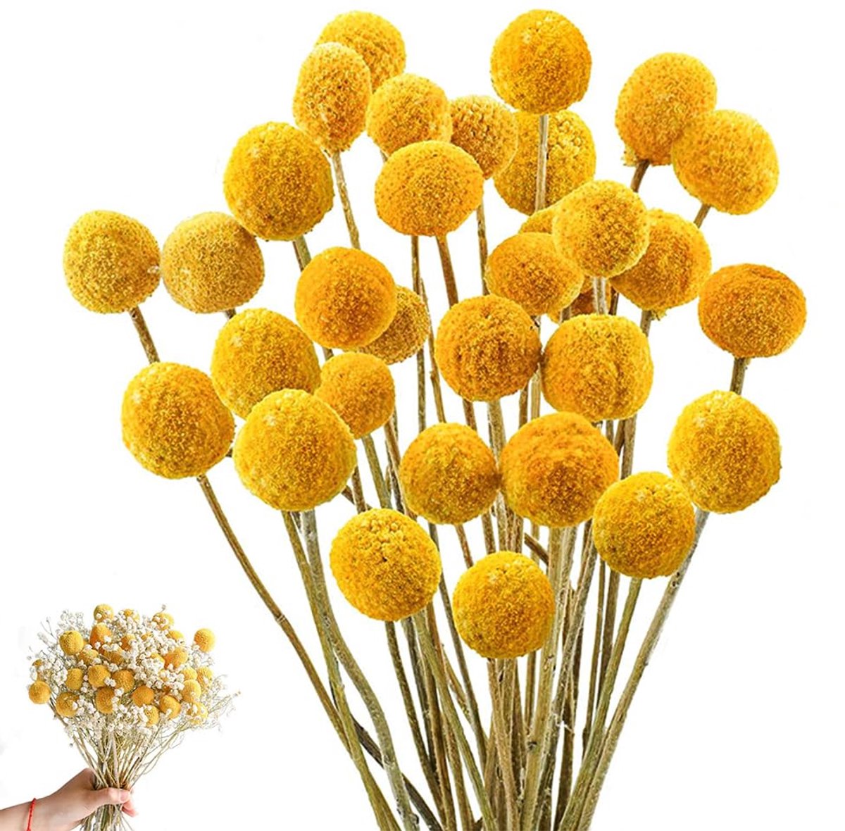 SnelShoppen - 36 Stuks HIULLEN 43 cm Gedroogde Billy Ballen, Craspedia Globes, Gele Natuurlijke Planten voor DIY Bloemstukken, Bruiloft, Thuisdecorati