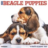 Beagle Puppies Kalender 2020
