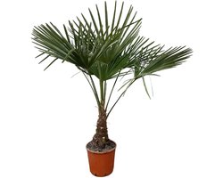 Trendyplants - Trachycarpus Fortuneii - Winterharde palmboom - Hoogte 110-130 cm - Chinese waaierpalm - Tuinplant - Potmaat Ø21cm