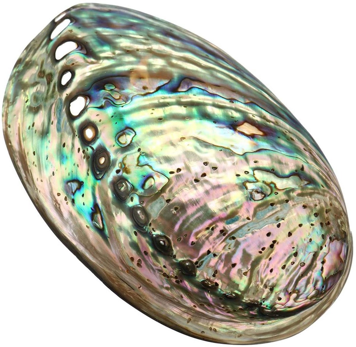 SolidKeus - Abalone Schelp voor Decoratie en Ceremonies