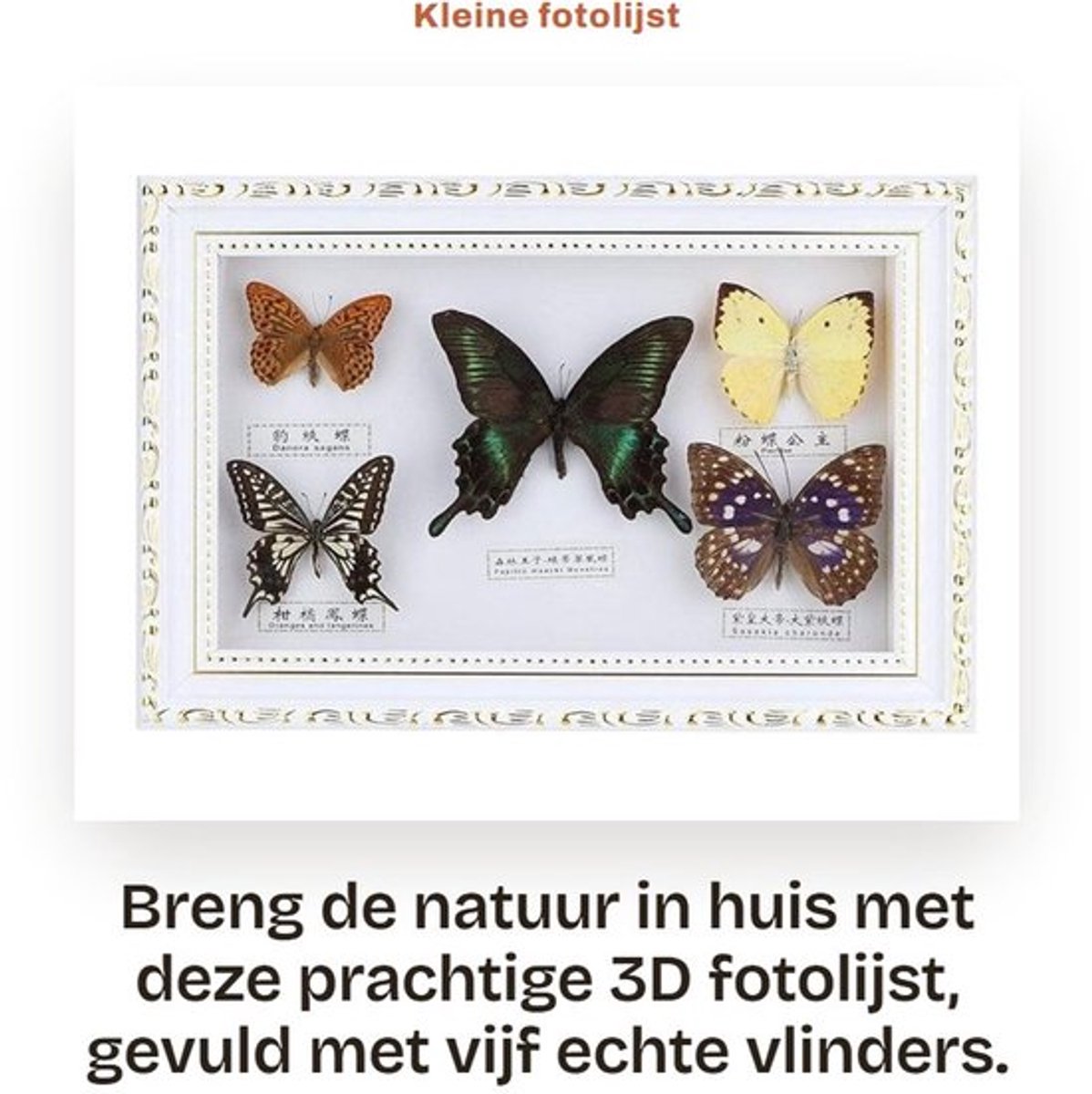 Kleine fotolijst - 3D fotolijst - Echte vlinders - 19,5 x 29,5 cm - Insectenproef - Uniek cadeau - Voor vrienden en collega's