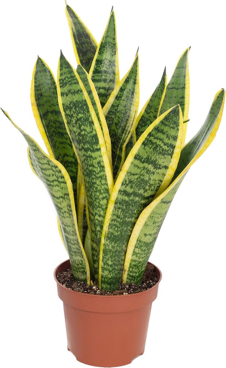 Sansevière - hoogte 35 cm - plastic pot - verbetert binnenklimaat - ShopVlot