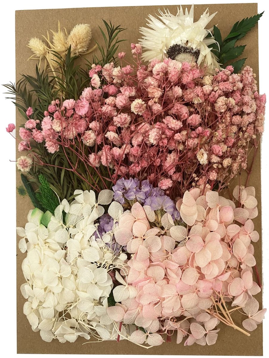 Solidchoice - Set van Gedroogde Bloemen en Bladeren voor Creatief Gebruik