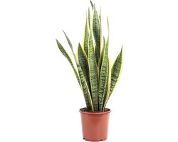 Sansevieria trifasciata Laurentii 45 cm - gemakkelijke kamerplant - plastic bloempot 14 cm - ideaal voor binnen - Thijox