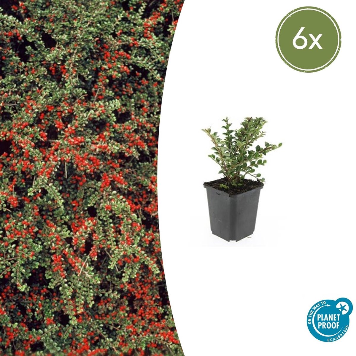 6x Cotoneaster horizontalis - 10-25cm - Ø9cm