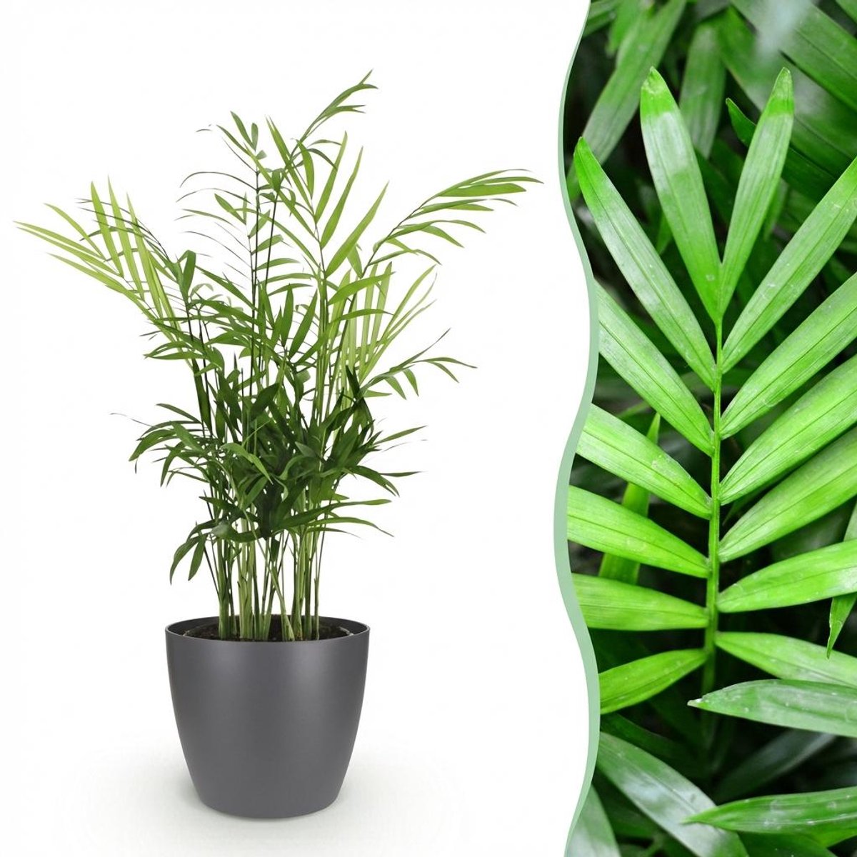 Kamerplant - Chamaedorea elegans - Goudpalm - Huisdiervriendelijke Plant - Groen - 1 Plant - met Potter Grijs - Pot 12cm - Hoogte 15cm