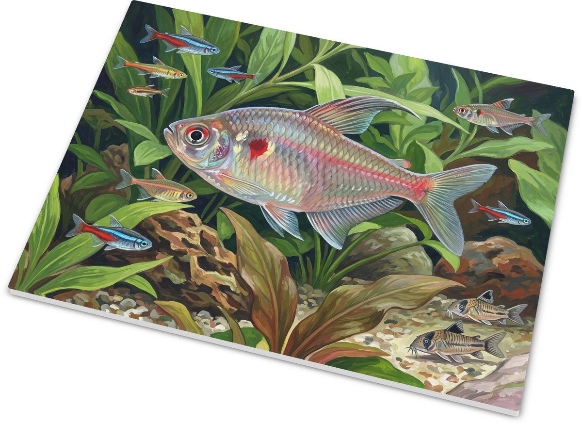 Tegeltje - Rode Minor Tetra vis in aquarium - Tropische vissen decoratie 15x20 cm