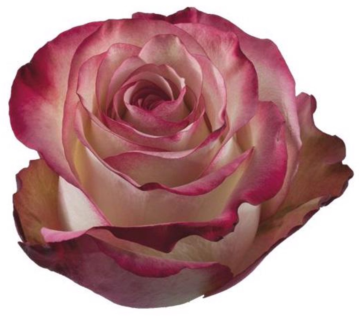 25x Rosa paloma 40cm