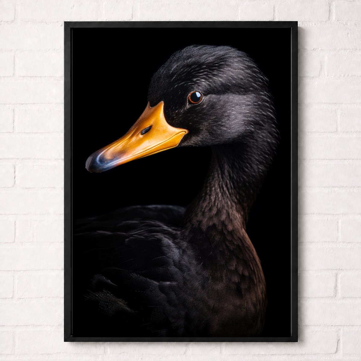 Zwarte Eend Poster - Vogelportretten Collectie - Dieren Posters - A2+ 43,2 x 61 cm