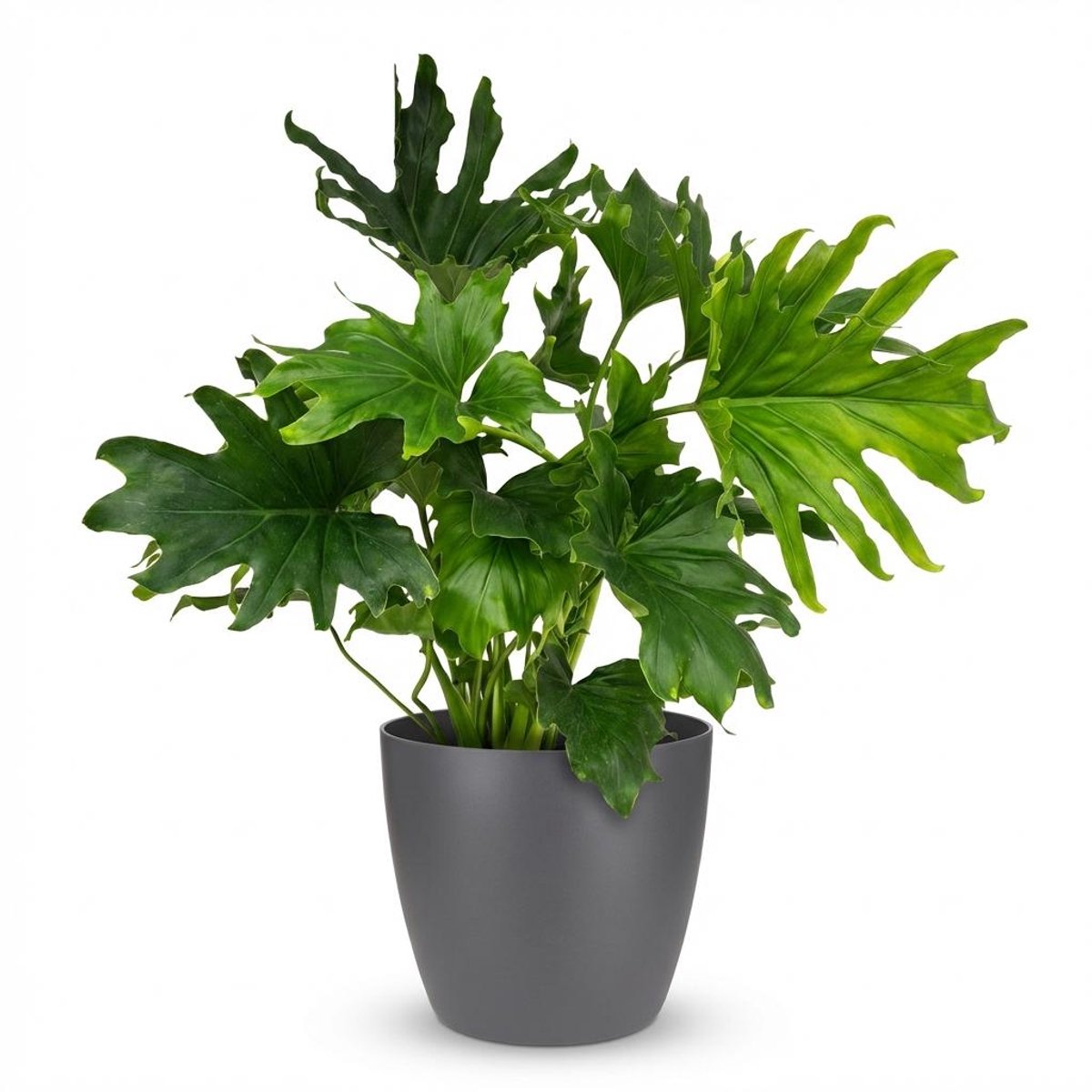 Plantenboetiek.nl | Philodendron - Philodendron Lickety split - Groen - Weinig onderhoud - met Potter Grijs - Ø19cm - 60-70cm hoog - Kamerplant - Groenblijvend