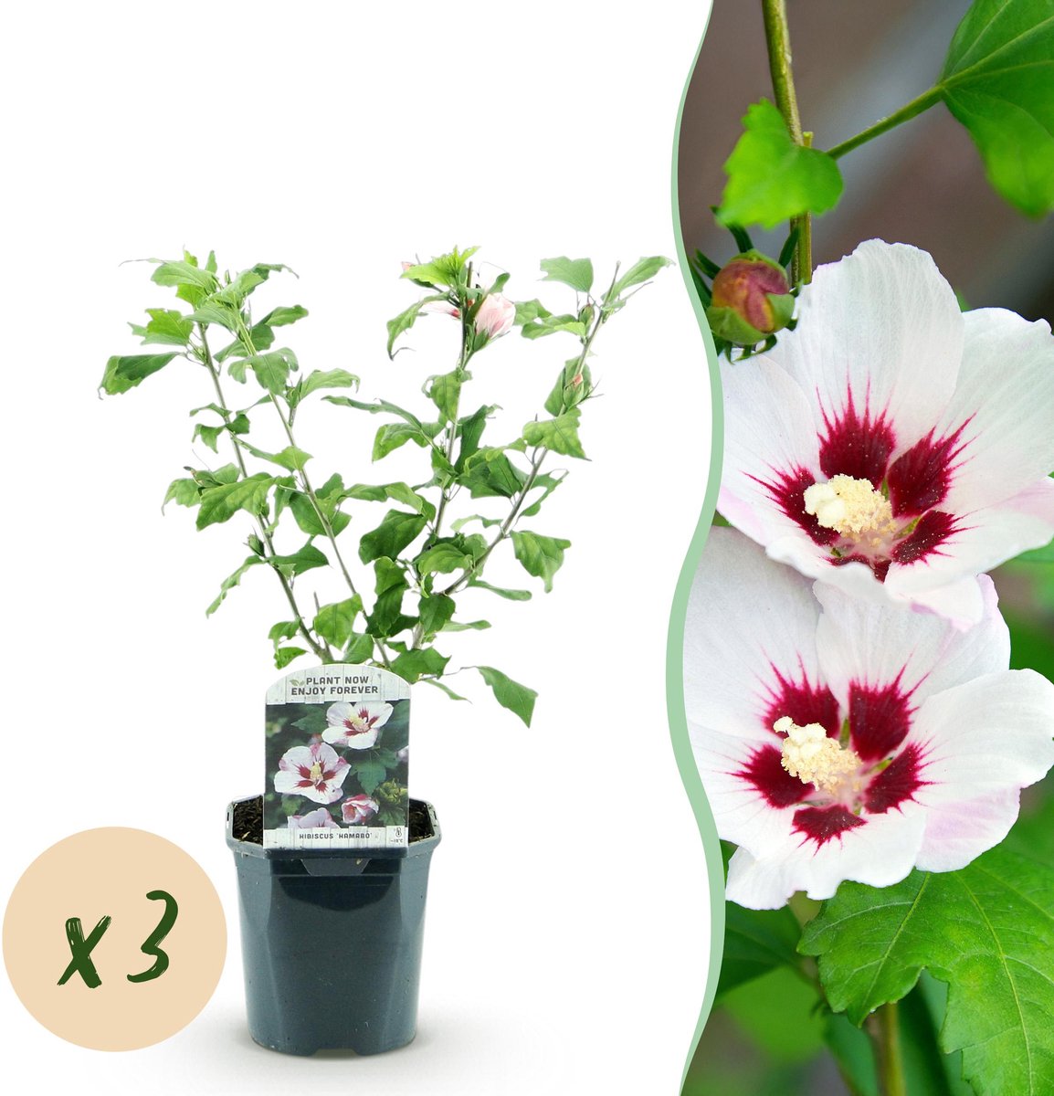 Plantenboetiek.nl | Hibiscus syriacus Hamabo - Tuin Hibiscus - Winterhard - Wit - Roze - 3 Planten - Ø17cm - 35-45cm hoog - Tuinplant