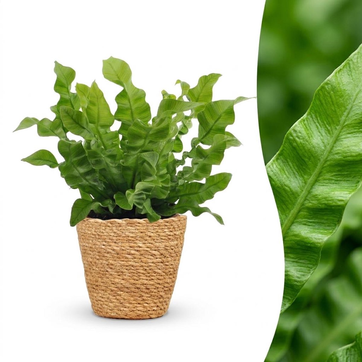 Plantenboetiek.nl | Asplenium Crispy Wave - Asplenium Crispy Wave - met Mand - Ø12cm - 30cm hoog