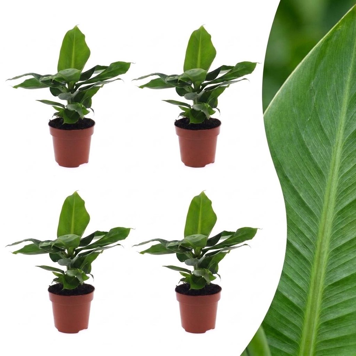 Plantenboetiek.nl | Musa Oriental Dwarf - Dwergbanaan - 4 Planten - Ø12cm - 30cm hoog