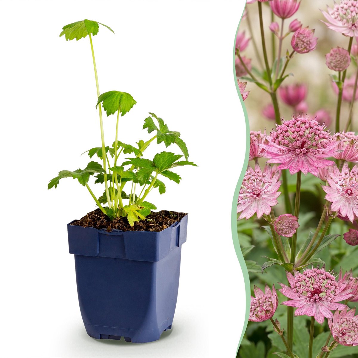 Plantenboetiek.nl | Astrantia major - Sterrenkruid - Schaduw - Wit-Roze - 6 Planten - Ø11cm - 15-25cm hoog - Tuinplant