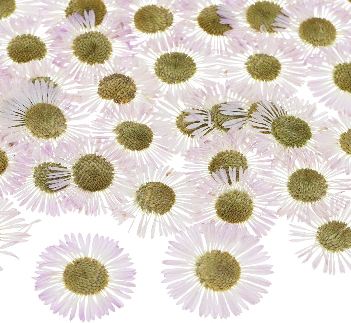 Dailygoods - M METERXITY Set van 12 gedroogde geperste bloemen voor hars, echte natuurlijke droogbloemen voor knutselen, doe-het-zelf sieraden, zeep, scrapbooking, kaarsen, epoxy harsbenodigdheden, fotolijst [wit]