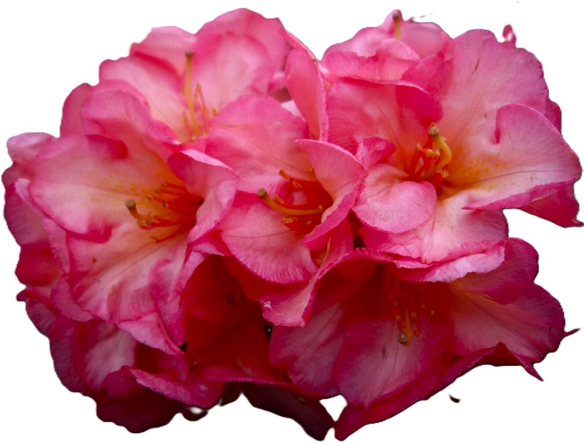 Rhododendron Hybride - Bloeiende Struik - Tuin Decoratie - Winterhard Groenblijvend - 30-40 cm - Donkerpaars