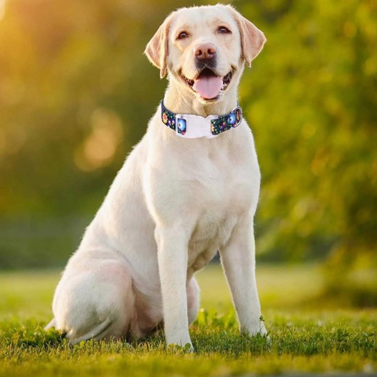 Verstelbare halsband voor hond, zacht en comfortabel