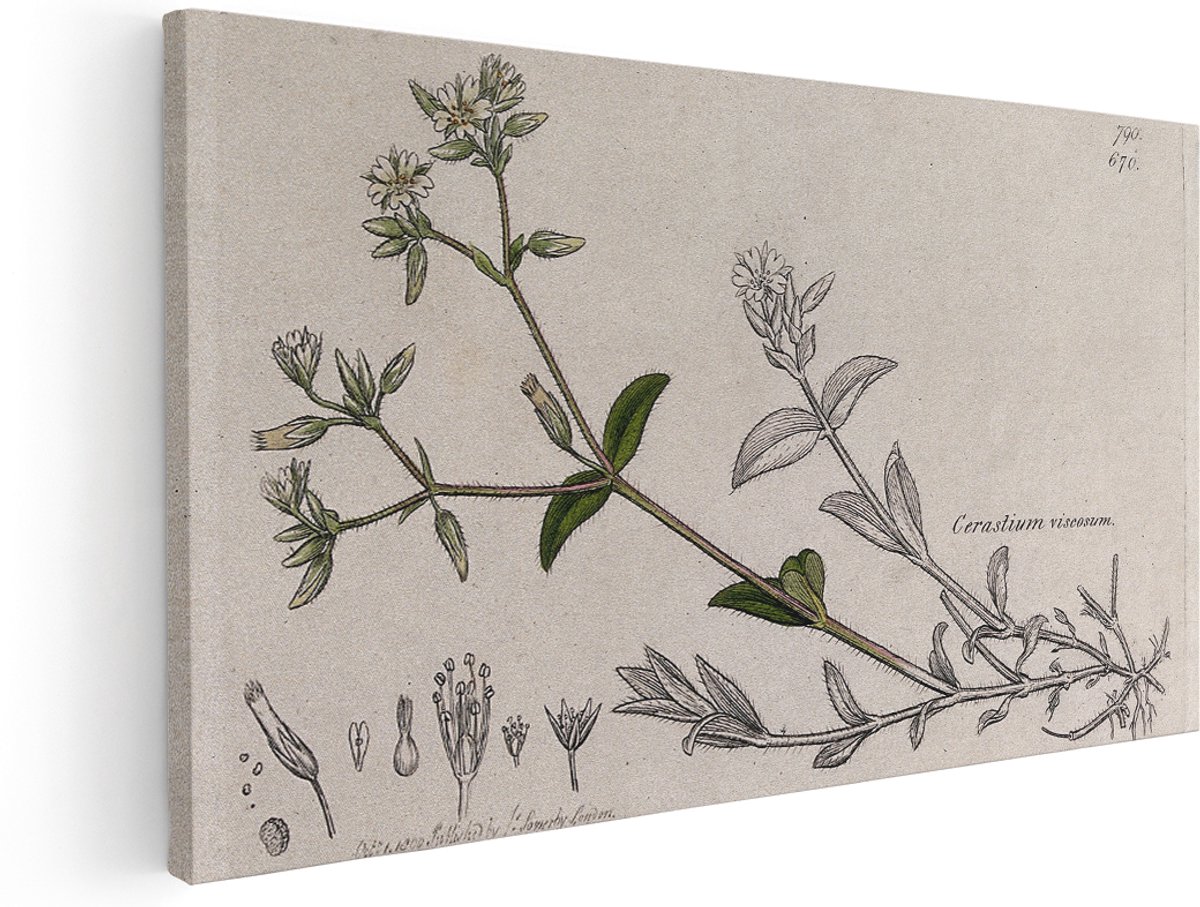 Artaza Canvas Schilderij Bloemen - 180x90 cm - Groot - Wanddecoratie Botanische Tekening - Muurdecoratie Vintage Natuur - Schilderijen Op Canvas