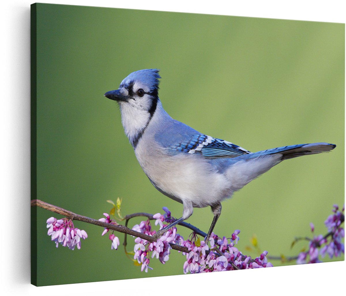 Artaza Canvas Schilderij Blauwe Gaai Vogel Op Een Tak - Kleur - 180x120 cm - Groot - Foto Op Canvas - Wanddecoratie Woonkamer