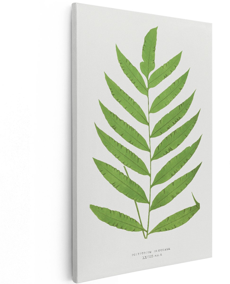 Artaza Canvas Schilderij Varenblad - 120x180 cm - Groot - Wanddecoratie Botanisch - Muurdecoratie Vintage - Decoratie Groene Plant