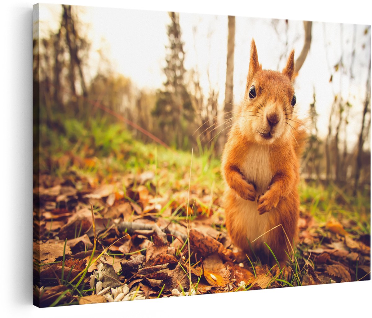 Artaza Canvas Schilderij Eekhoorn in het Bos tijdens de Herfst - 150x100 cm - Groot - Wanddecoratie Woonkamer - Schilderijen - Muurdecoratie