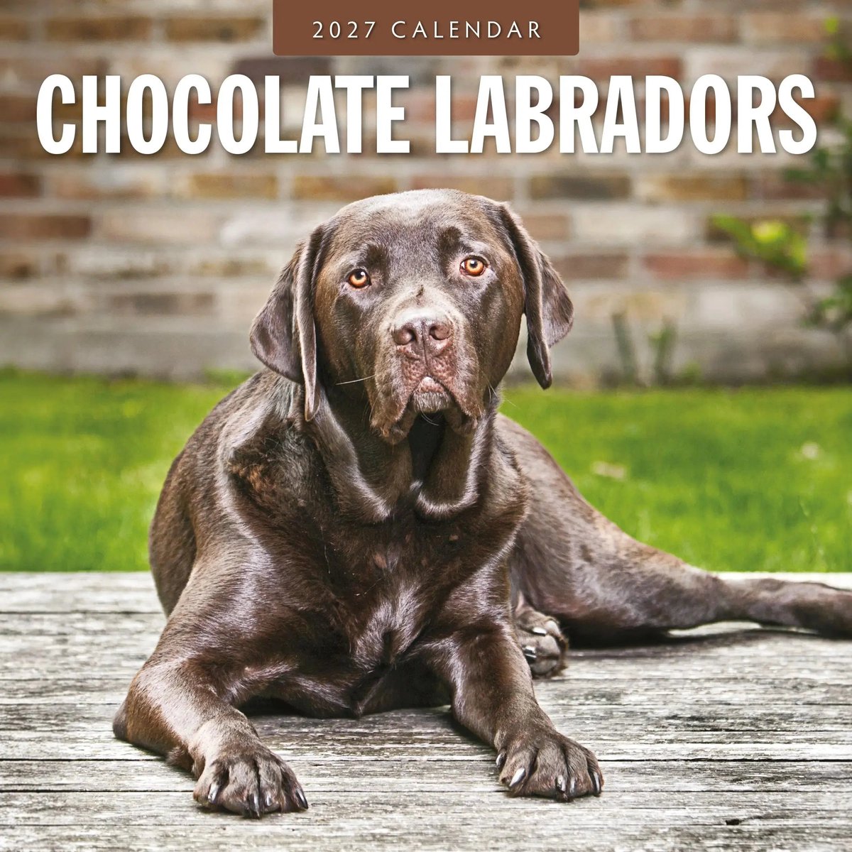 Labrador Retriever Bruin Kalender 2027