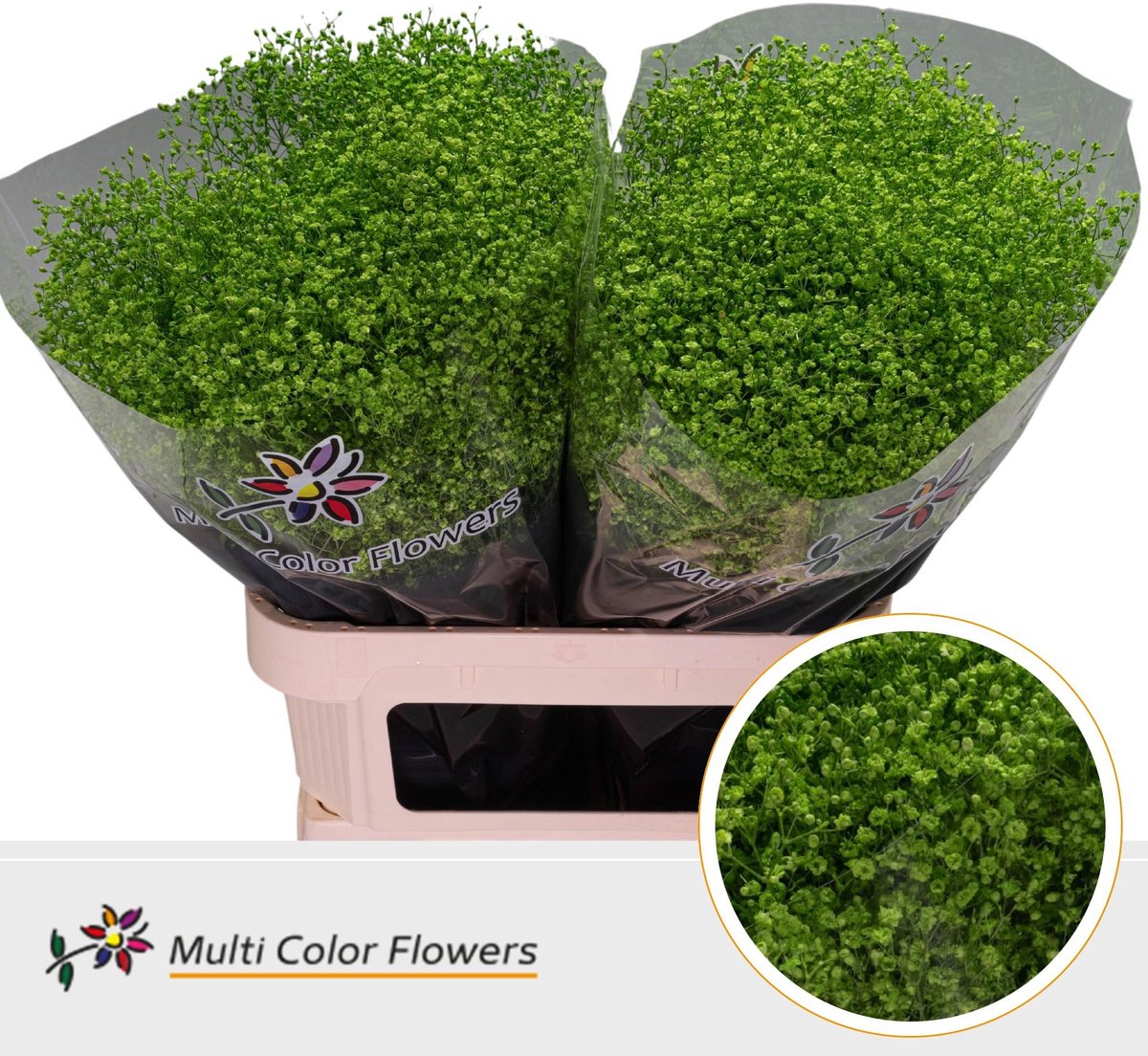 25x Gipskruid m.stars groen 80cm