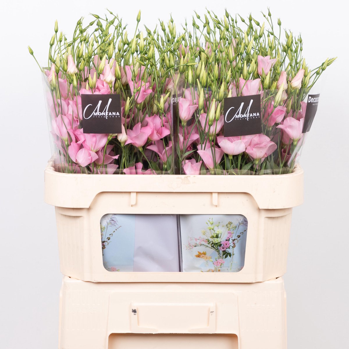 10x Eust.botanic pink en 70cm