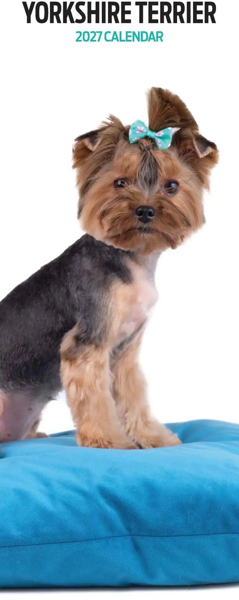Yorkshire Terrier Kalender 2027 Slimline