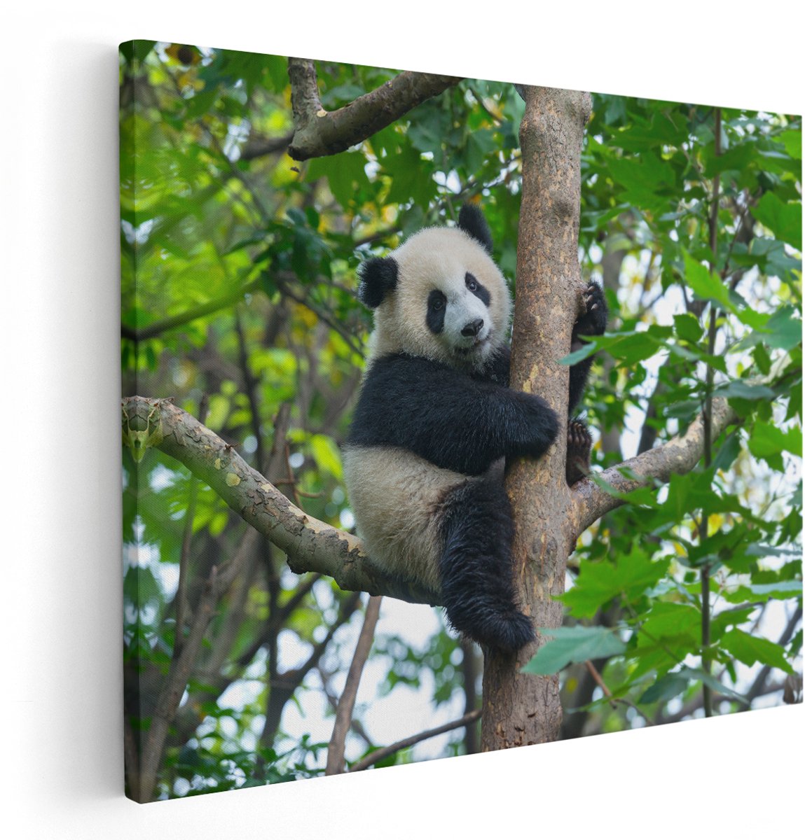 Artaza Canvas Schilderij Panda in de Bomen - 150x120 cm - Groot - Wanddecoratie Woonkamer - Schilderijen - Muurdecoratie