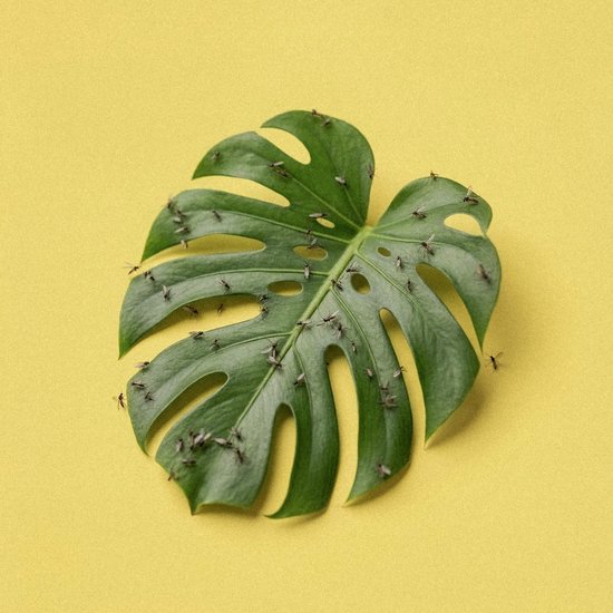 Monstera blad met veel kleine vliegjes erop, op een gele achtergrond.