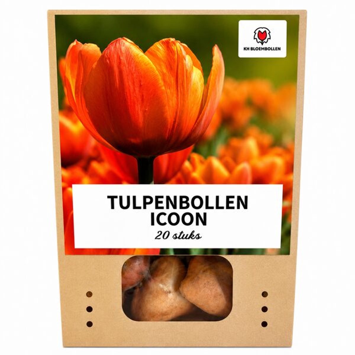 Tulpenbollen Icoon – 20 Stuks | Oranje Dubbelbloemige Tulp – Vol, Warm & Opvallend – Voor Tuin of Pot – Maat 11/12 – Vers van de Teler