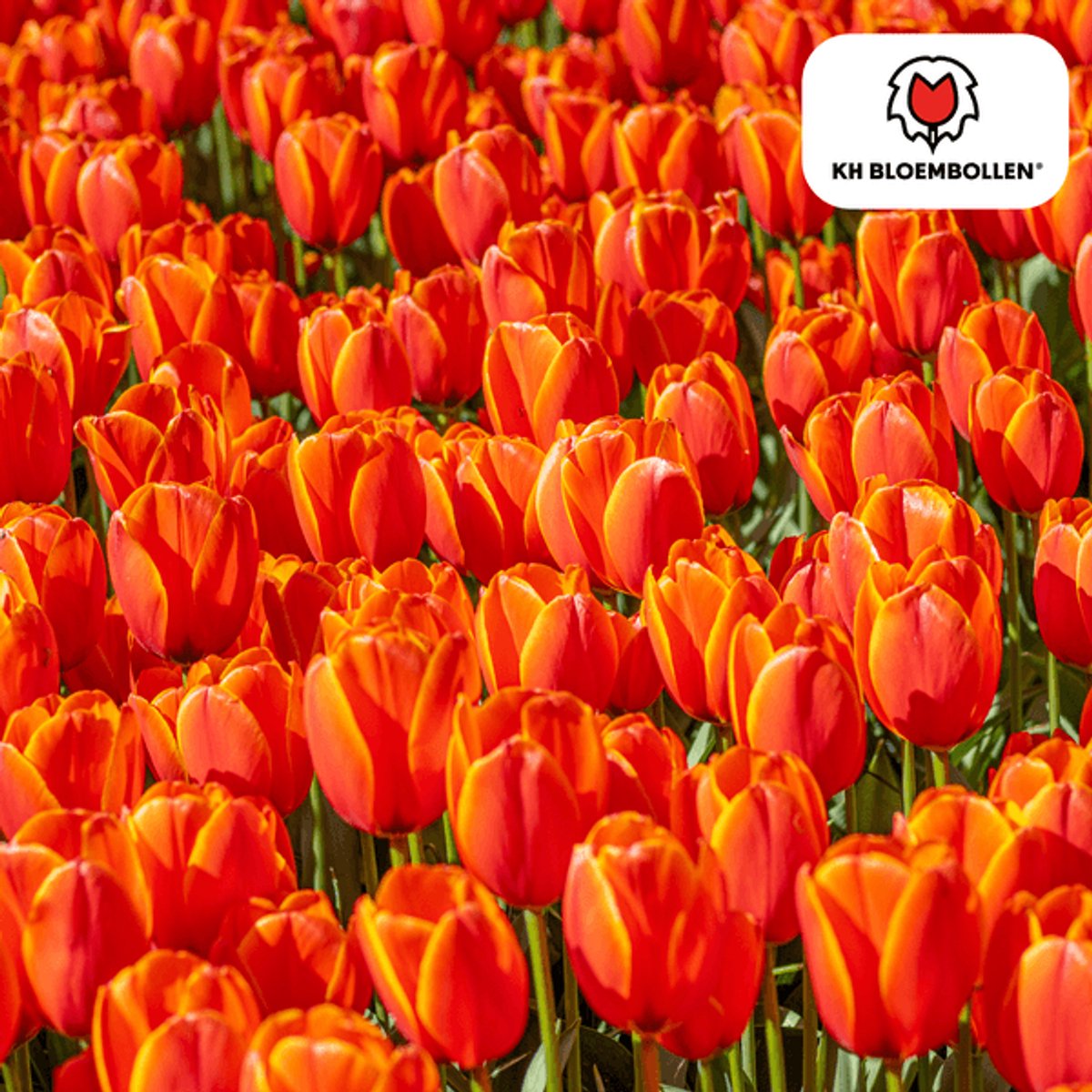 Tulpenbollen Dafeng – 20 Stuks | Oranje Tulp – Grootbloemig & Elegant – Voor Tuin of Pot – Maat 11/12 – Vers van de Teler!