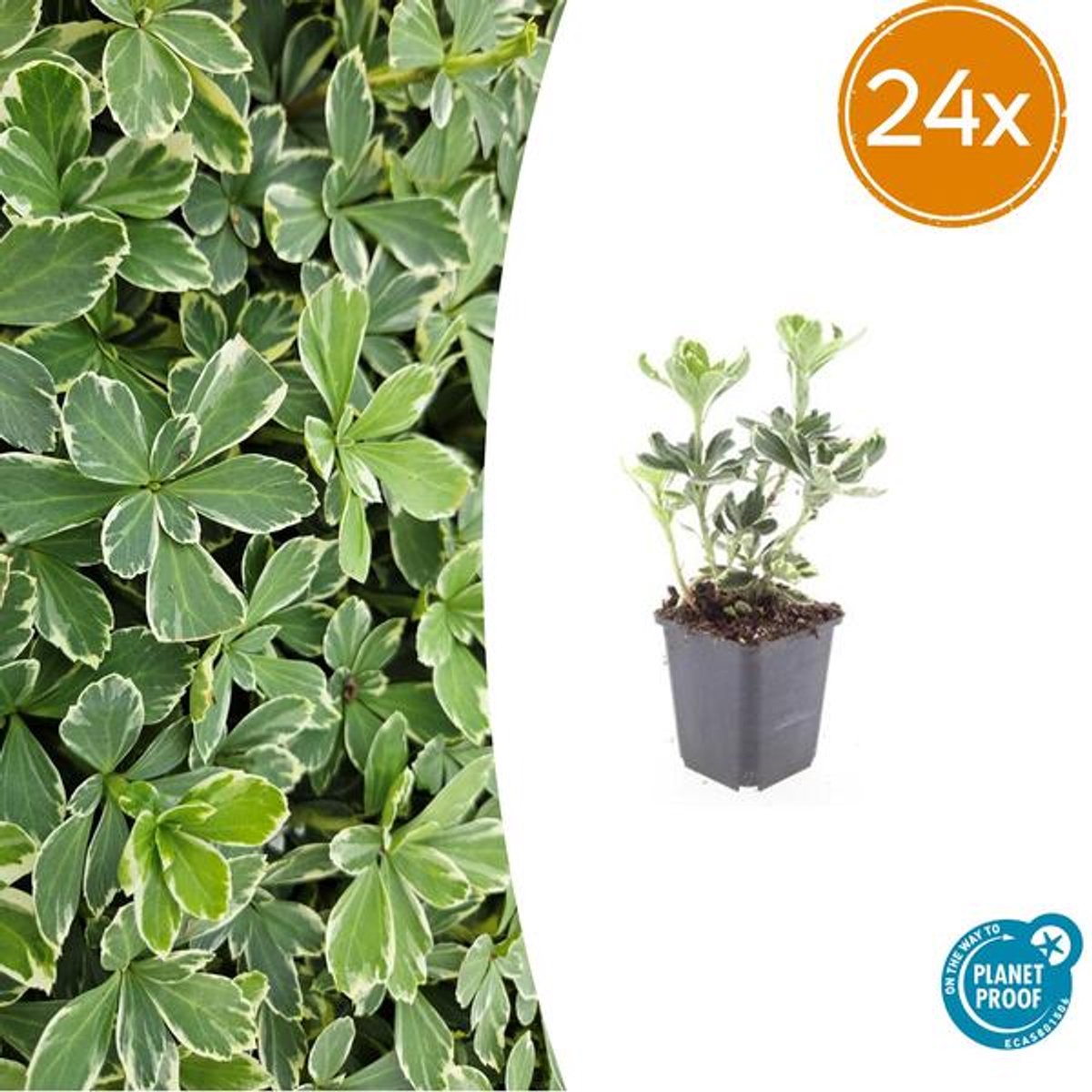 24x Pachysandra term. 'Variegata' - 10-25cm - Ø9cm