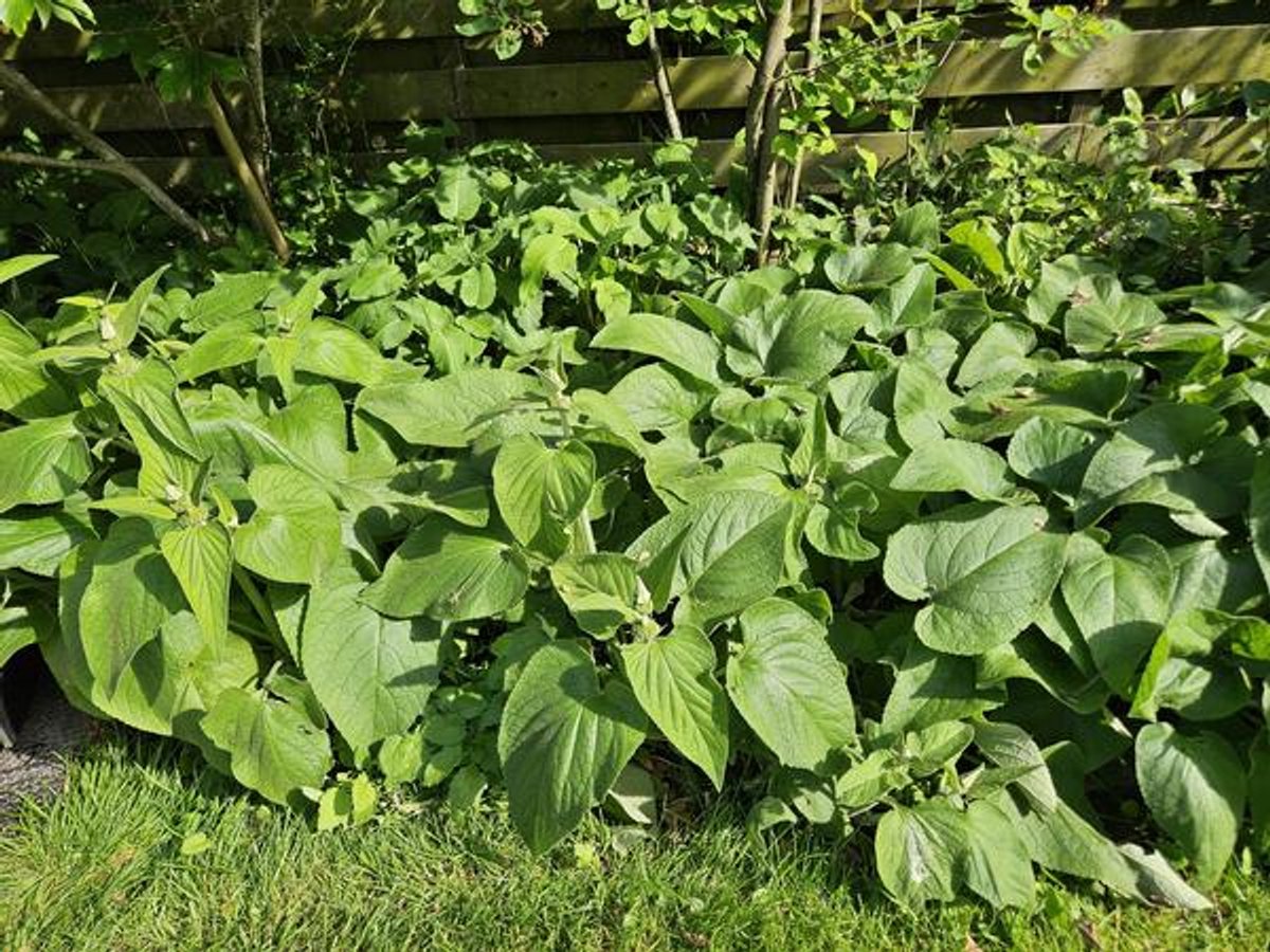 24x Phlomis russeliana - 10-25cm - Ø9cm