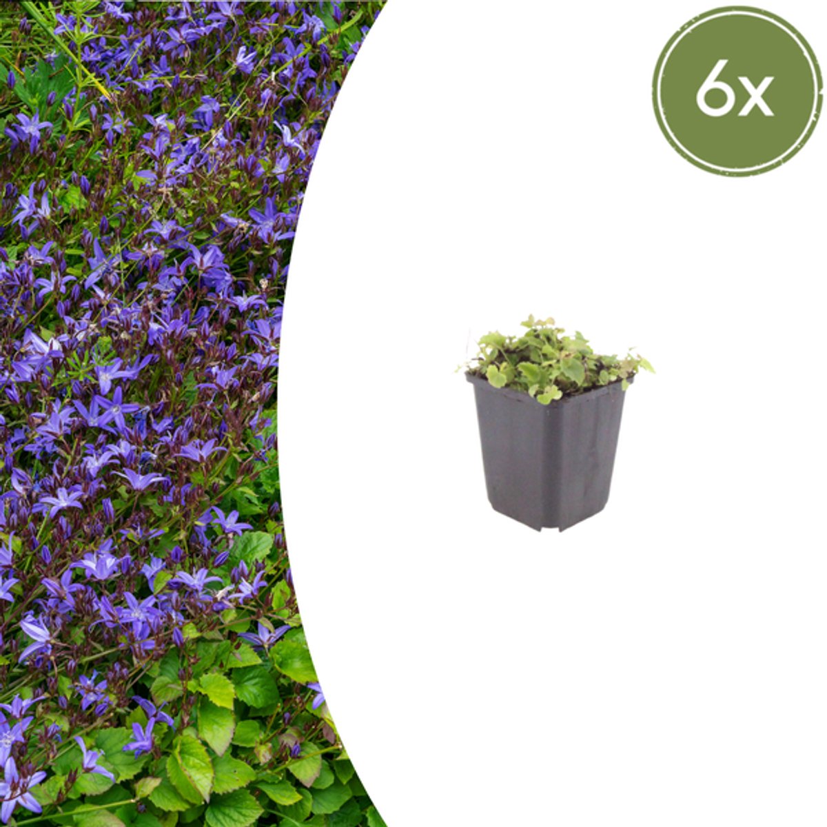 6x Campanula poscharskyana - 10-25cm - Ø9cm