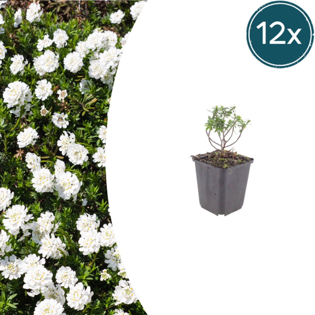12x Iberis semp. 'Schneeflocke' - 10-25cm - Ø9cm