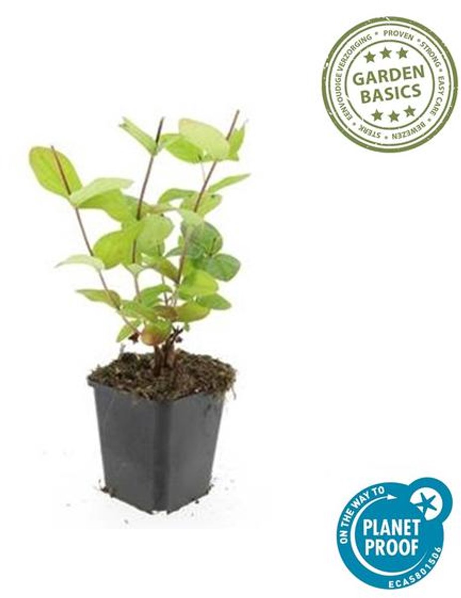 48x Hypericum inodorum 'Beauty' - 10-25cm - Ø9cm