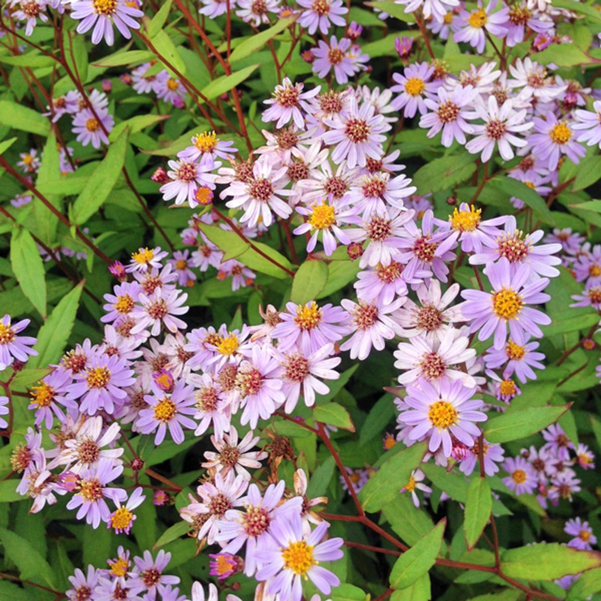 24x Kalimeris incisa 'Blue Star' - 10-25cm - Ø9cm