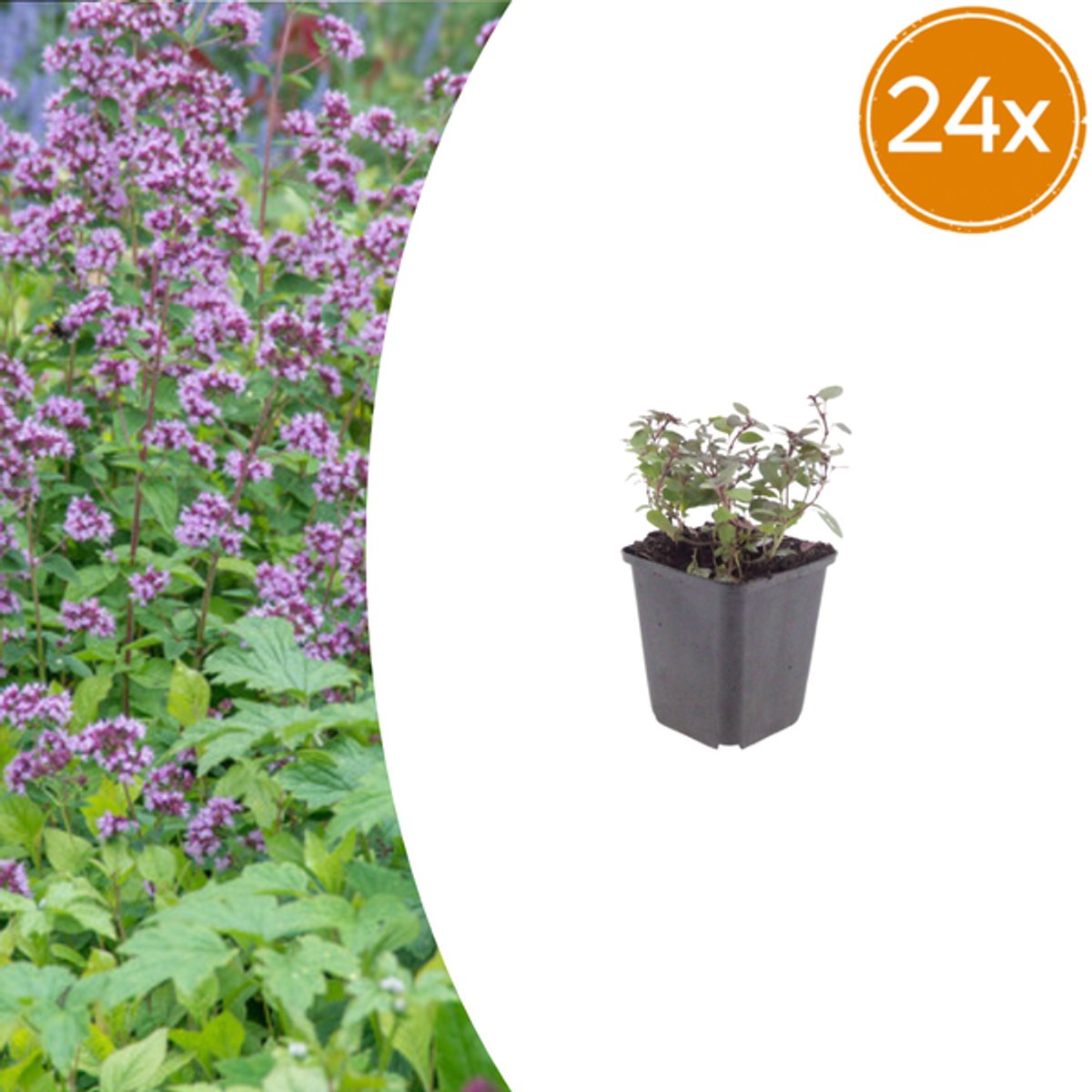 24x Origanum laevigatum 'Herrenhausen' - 10-25cm - Ø9cm