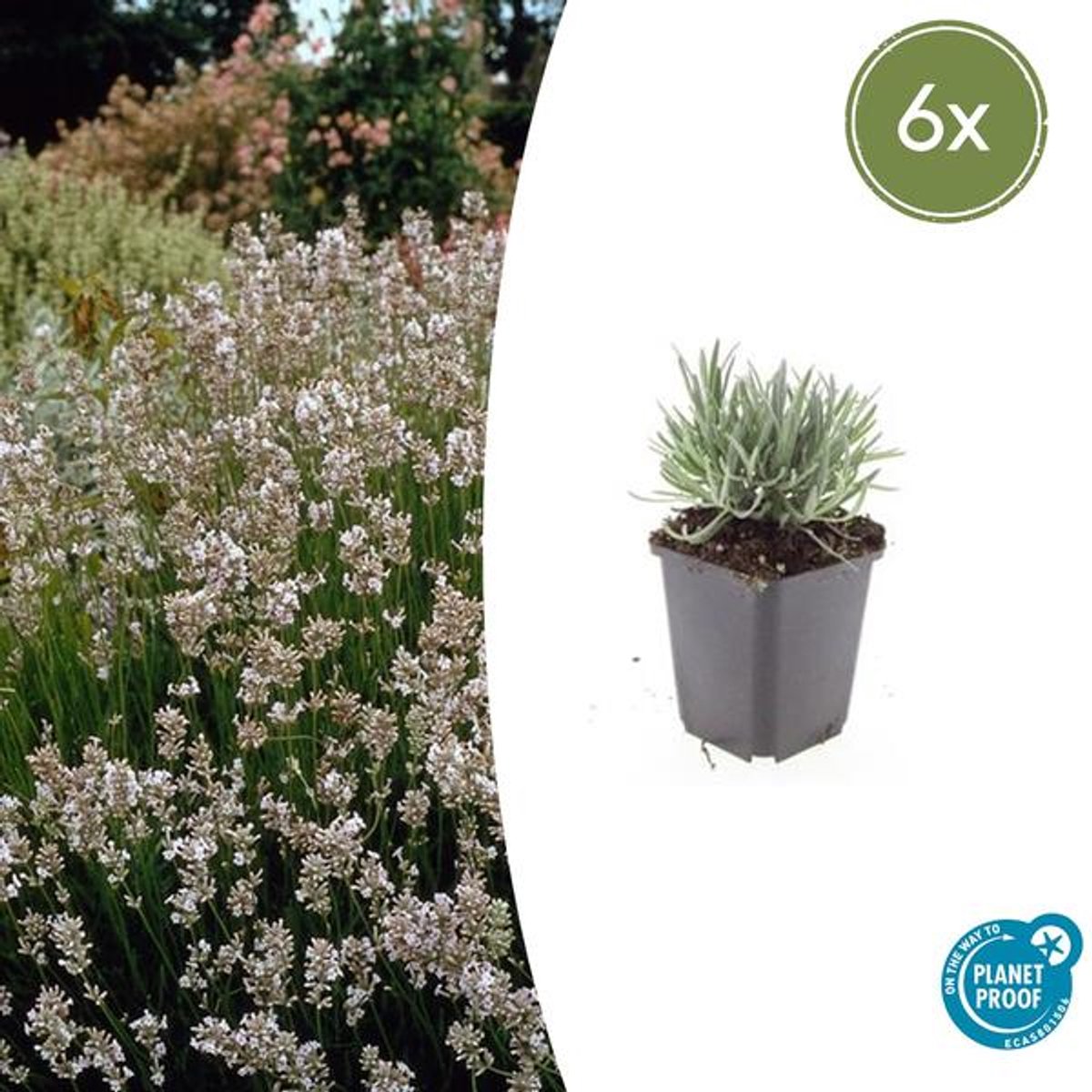 6x Lavandula int. 'Edelweiss' - 10-25cm - Ø9cm